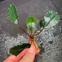 [동일개체 발송상품] 부세파란드라 sp. 블랙 핑크 7-4