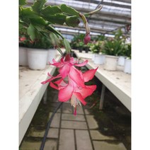 미니농장 크리스마스 게발(가재발)선인장 중품 전자파차단 및 공기정화 베란다화분 화사한 꽃, 붉은 계열(빨강,핑크) 가재발선인장