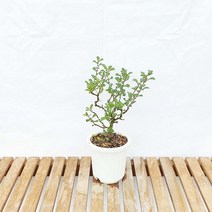 장수매 원형 화분 명자 장수매화 나무 미니 분재 키우기