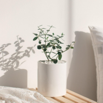 나루플랜트 실내 공기정화식물 선물 원형 화이트화분 공기청정 반려식물 인테리어식물, 1Ea, 올리브(원형)