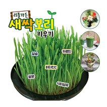 리틀가든 새싹보리 키우기 키트, 단품