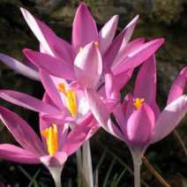 크로커스 로시우스 [4포트] (복남이네 야생화 구근식물 핑크 crocus)