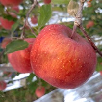 해발600m 고랭지 꿀 홍로사과, 1개