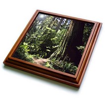 3dRose trv_88337_1 Redwood Forest in Northern California US05 DFR0200 David R. Frazier Trivet with C, 1, Brown