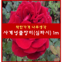 착한가격 나무생각 / 사계넝쿨장미 / 1m / 개화주, 심파시, 9999개
