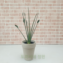 도희씨네 정원>>앳지퀸 꽃피는 소엽 극락조 250″ class=”wr-img”></a></div></div></div></div><div class=