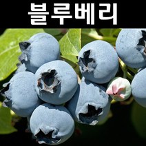 블루베리(스타) 삽목4년 결실주(분) 1개/나무 묘목/과실수/유실수