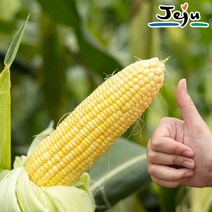 [예약]제주 햇 초당옥수수 12cm-15cm 미니(10개)/당일수확, 2023-06-27