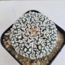 [메카다육]35-0816 선인장 슈퍼투구(국내실생)화분포함 다육식물, 1개