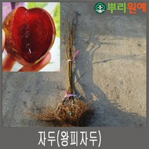 자두 나무 묘목 피자두나무 솔담 먹자두