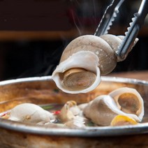 포항 백고동 백골뱅이 백고둥 동해안 생골뱅이, 백고동 1kg(17미내외), 1개