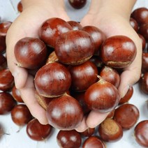 단단한 공주정안 햇 옥광밤 2kg 4kg 생밤 생율 알밤, 중4kg