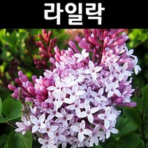 라일락(수수꽃다리) 나무 묘목 키1m(분) 1개/정원/공원/조경수