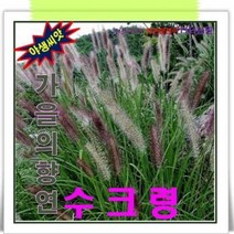 산약초씨앗-낭만초-질랑풀-가을의 향연 - 수크령 1kg, 단품