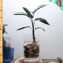 y추천mrY-6844ir관음죽 수경재배 네모 유리화병포함_uq2244x