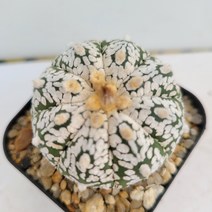 [메카다육]70-0725 선인장 슈퍼투구(국내실생)화분포함 다육식물, 1개