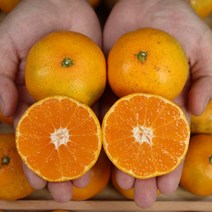 제주감귤 햇귤 극조생귤 조생귤 무농약귤 감귤 5kg 10kg, 푸 제주 무농약귤 5kg