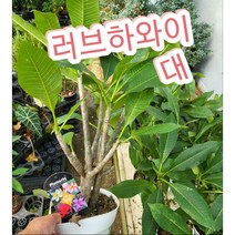러브하와이-대/하와이하면 떠오르는 풀루메리아 꽃을 아시나요