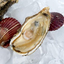 통영원 각굴(석화)10kg, 1개