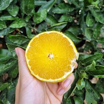 제주 황금향 1kg 2.5kg 4.5kg 제주직송 당일수확 신선배송, 1kg 소과(06-08과 내외), 1개