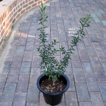 올리브나무(큰화분), 1개