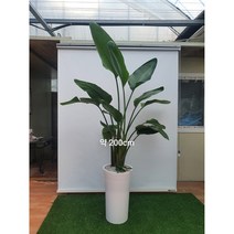 [한정특가 오투트리]대형 화분 당일무료배송 축하선물 개업선물 이사선물 승진선물 플랜테리어 실내공기정화식물 11종, 10.여인초(200cm)