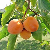 착한가격 나무생각/감나무/태추단감/1등묘/5주, 주