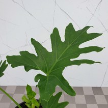 도희씨네 정원>> 시원시원한 트로피컬 호프셀렘 110″ class=”wr-img”></a></div></div></div></div><div class=