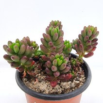 러브코리아 홍옥 키우기 물이 들면 예뻐지는 다육식물017 랜덤, 단품