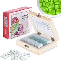 AmScope PS25W Prepared Microscope Slide Set for Basic Biological Science Education 25 Slides Inclu, 1