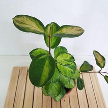 리사호야 키우기 쉬운 꽃도매시장 희귀식물 공기청정식물, 단품