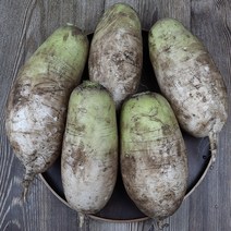 제주 월동 아침무 10kg