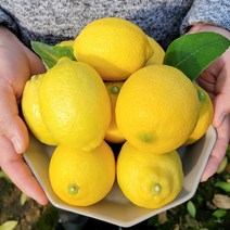국산 제주 표선농협 레몬 1kg 2.5kg 4.5kg, 제주 표선농협 레몬 4.5kg(17-35과)
