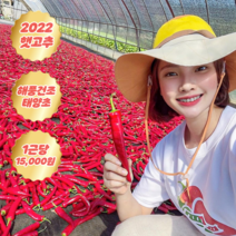 [2022년 햇고추] 해풍과 태양에 말린 태양초 건고추, 1kg