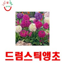 희귀씨앗 P 드럼스틱 앵초혼합 씨앗 10립