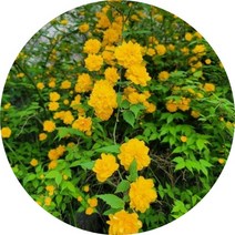 황매화/죽단화/죽도화/3주1세트/묘목/꽃나무/화목류/정원