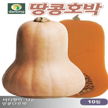 땅콩호박 씨앗 (10립) H0125