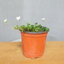 예화원 풍로초(흰꽃), 1개