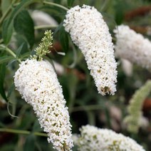 붓들레아/프로퓨전/10CM포트(4개묶음)/묘목/d0597