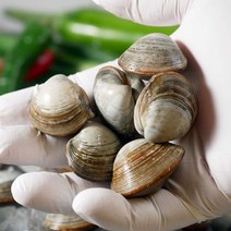 국내산 당일조업 해감완료 동죽조개 2kg 3kg, 동죽조개 3kg