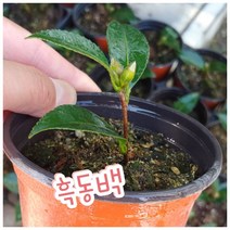 꽃나라엘리스 흑동백/붉게 겹겹이 피어나는