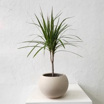 드라세나 마지나타 실내에서키우기쉬운식물 볼팟, 마지나타그린+볼팟피치