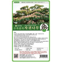 자귀나무씨앗 500g, 1개