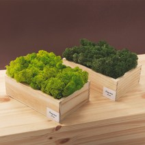 히피하우스 핸드메이드 공기정화식물 스칸디아모스 화분, 연그린DIY