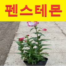 (D소망)펜스테몬 모종(포트) 5개 색상랜덤