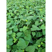 어성초 국내재배 동남아시아야채 향신료 야채, 어성초 50g