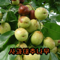 사과대추나무 접목1년특묘 나무 묘목 사과대추나무