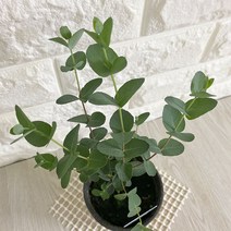 키우기 좋은 호흡기에 실내공기정화식물 유칼립투스, 상세페이지 참조, 상세페이지 참조