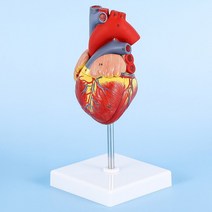 전시다이 1:1 심장 PVC 모델 의료 과학 교육 보조 전시회 디스플레이 소품, 01 빨간