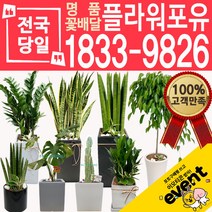 개업화분 인테리어식물 배송 떡갈나무 대엽홍콩 뱅갈고무나무 관음죽 알로카시아 소철 극락조 만냥금 무늬벤자민 파키라, (선택20)대엽꽃기린, 1개